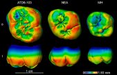 Dientes fósiles muestran las profundas raíces neandertales en Europa