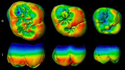 Dientes fósiles muestran las profundas raíces neandertales en Europa