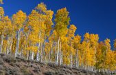 La agonía de Pando, el ser vivo de 80.000 años que está a punto de morir