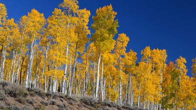 La agonía de Pando, el ser vivo de 80.000 años que está a punto de morir
