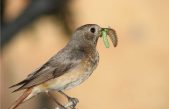 Contaminación extendida: Microplásticos consumidos por insectos ingresan a la cadena alimentaria