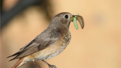 Contaminación extendida: Microplásticos consumidos por insectos ingresan a la cadena alimentaria