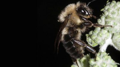 ¿Qué les pasó a las abejas en el último eclipse solar?