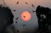 Como en una película de terror: Miles de arañas se adueñan de un lago en Grecia