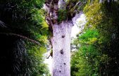 El árbol sabrado de los maoríes está en peligro.
