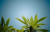 Encuentran relación genética entre la esquizofrenia y el consumo de cannabis