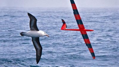 Drones entrenándose para planear como pájaros