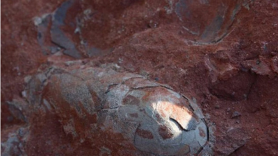 Sorpresa en China: creyeron que eran piedras ovaladas, pero era un nido de huevos de dinosaurio