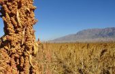 Quinoa: Cultivo ancestral
