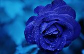 En busca de la rosa azul: una flor de leyenda china