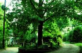 El árbol que nadie puede talar