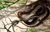 Descubren fósil de una serpiente prehistórica con cuatro patas
