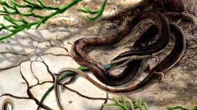 Descubren fósil de una serpiente prehistórica con cuatro patas