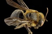 Esta es la extraña abeja sin aguijón a la que los mayas consideraban sagrada