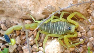 Veneno de escorpión para hacer llegar fármacos al cerebro