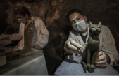 Nuevo hallazgo arqueológico en Egipto: estatuas de gatos y las primeras momias de escarabajo