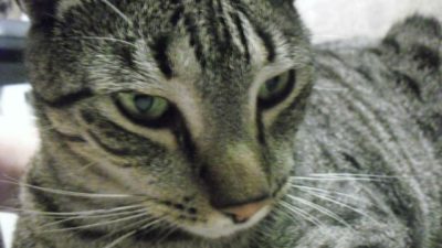 El color de los gatos, ¿sabes lo que dice de ellos?