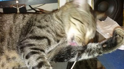 Así consiguen asearse los gatos con cada lengüetazo