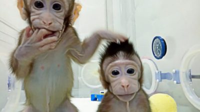 Mu-Ming Poo, el señor de los monitos clonados
