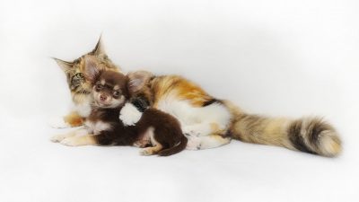 Reino Unido prohibirá vender perros y gatos menores de seis meses en tiendas de animales