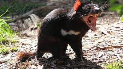 El demonio de Tasmania podría tener la clave de la regresión de tumores