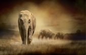 Debido al tráfico de marfil, los elefantes están evolucionando para que sus colmillos no crezcan