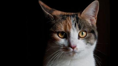 Un nuevo gato clonado podría nacer en China en los próximos meses
