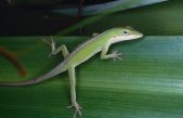 Así es como los geckos caminan sobre el agua