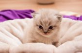 El primer gato clonado chino nacerá en 2019