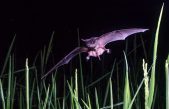 Los murciélagos podrían ayudar a salvar las selvas tropicales