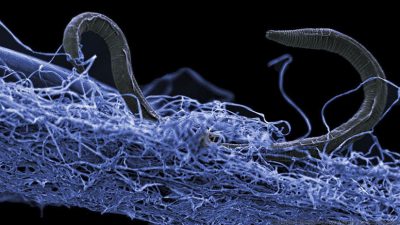 Hay un mundo perdido a 5 kilómetros bajo la superficie de la Tierra