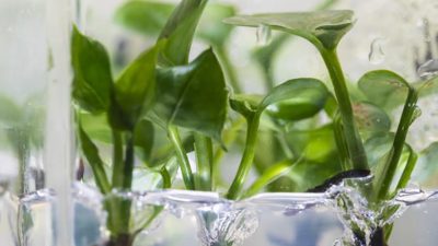 Crean una planta con genes de conejo que limpia el aire de tu casa