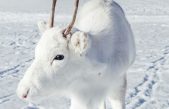 Un cuento de hadas hecho realidad: Fotógrafo capta raro reno blanco en la nieve