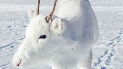 Un cuento de hadas hecho realidad: Fotógrafo capta raro reno blanco en la nieve
