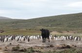 La fauna antártica está amenazada por los patógenos dispersados por los humanos en latitudes polares