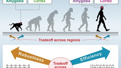 La complejidad de nuestro cerebro tiene su lado oscuro