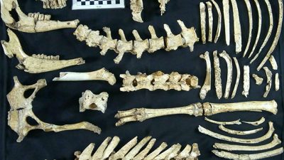 Descubren el ejemplar de ciervo fósil más completo de Argentina