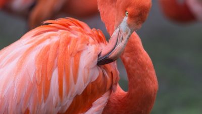 ¿Por qué los flamencos se tienen que «maquillar» para ser de color rosa?