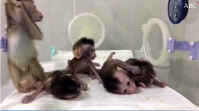 Nacen cinco monos clonados «a la carta» con tijeretazo genético