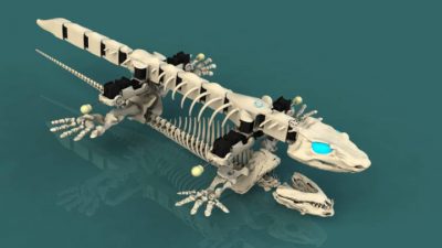 Un biorrobot permite entender los primeros pasos de los vertebrados