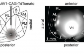Descubren un segundo córtex visual en el cerebro