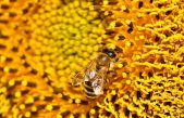 Las abejas se adaptan a zonas altas mediante cambios en su comportamiento