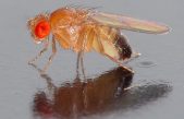 Un ejército de 162 millones de moscas estériles para combatir una plaga