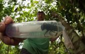 Entomólogos encuentran la abeja más grande del mundo