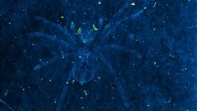 Hallan dos arañas cuyos ojos brillan 110 millones de años después de su muerte