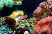 Un sistema de inteligencia artificial reconoce y clasifica corales marinos