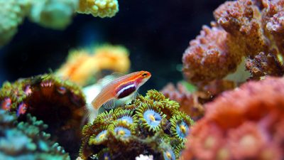 Un sistema de inteligencia artificial reconoce y clasifica corales marinos