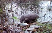 La vida silvestre vuelve a ser abundante en Chernóbil