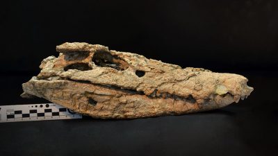 Descubren el esqueleto casi completo de un cocodrilo de 70 millones de años