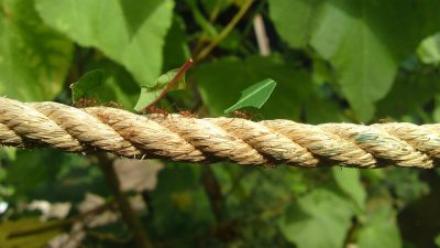 Descubren un potente antibiótico en una hormiga brasileña